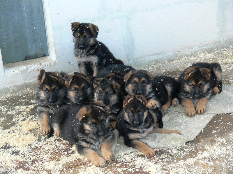 photos chiots